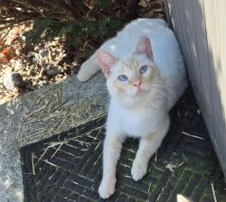 Lost Male Cat last seen Roop Rd and Buffalo Rd, New Windsor, MD 21776