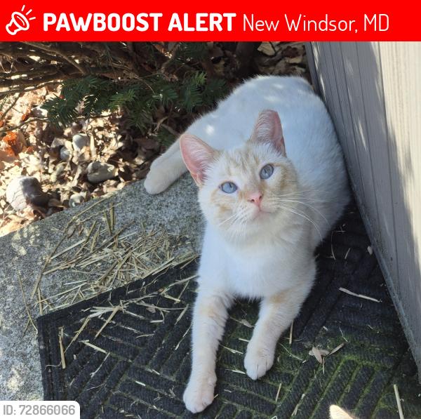 Lost Male Cat last seen Roop Rd and Buffalo Rd, New Windsor, MD 21776