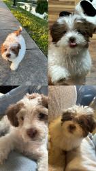 Lost Male Dog last seen Near north tibbs Ave , Indianapolis, IN 46222