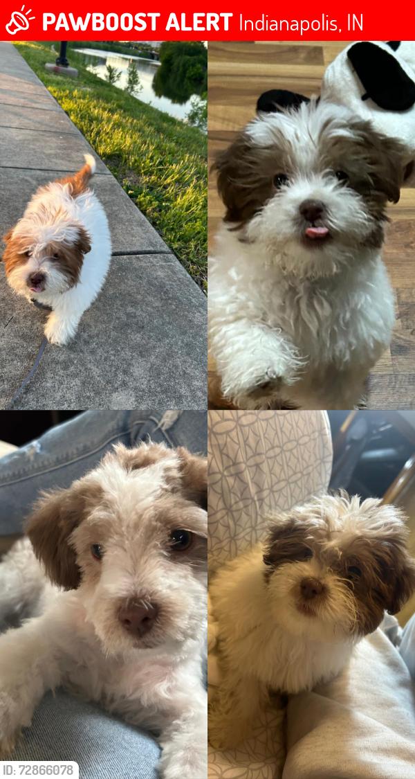 Lost Male Dog last seen Near north tibbs Ave , Indianapolis, IN 46222