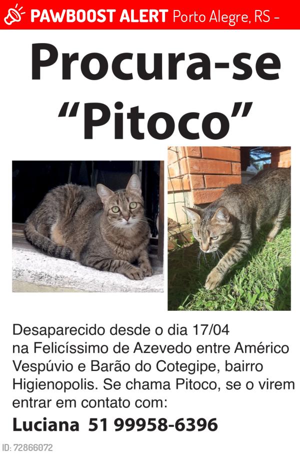 Lost Male Cat last seen Entre ruas Américo Vespucio e Barão do Cotegipe , Porto Alegre, RS 90540-110