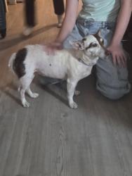 Found/Stray Female Dog last seen Pearsall park, San Antonio, TX 78242