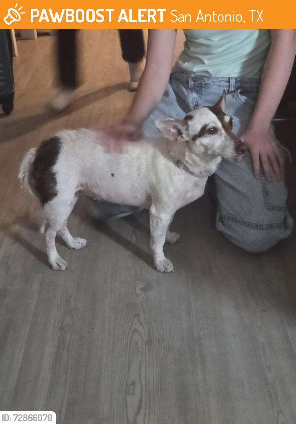 Found/Stray Female Dog last seen Pearsall park, San Antonio, TX 78242
