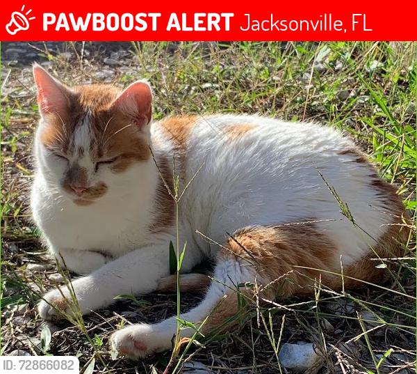 Lost Female Cat last seen We're near Cisco Dr and Jones, about 2 miles from Pritchard, Jacksonville, FL 32219