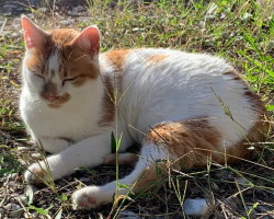 Lost Female Cat last seen We're near Cisco Dr and Jones, about 2 miles from Pritchard, Jacksonville, FL 32219