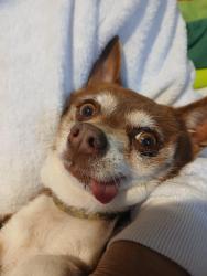 Lost Male Dog last seen Gertrude and Lugo, Lynwood, CA 90262