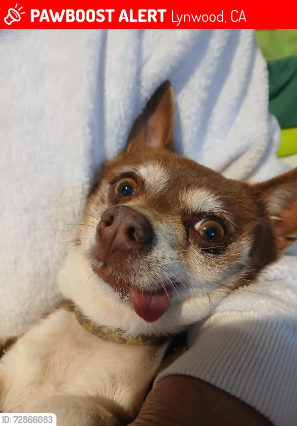 Lost Male Dog last seen Gertrude and Lugo, Lynwood, CA 90262