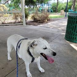 Lost Male Dog last seen Methodist St and West Red oak , Red Oak, TX 75154
