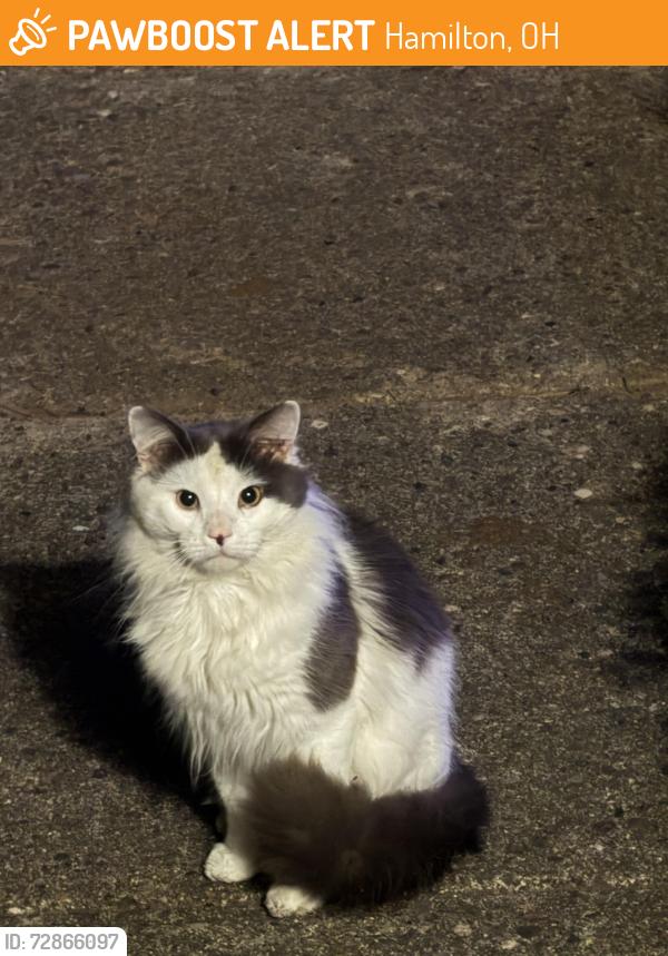 Found/Stray Unknown Cat last seen Hayes/Freeman corner, Hamilton, OH 45015