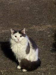 Found/Stray Unknown Cat last seen Hayes/Freeman corner, Hamilton, OH 45015