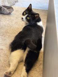 Lost Male Cat last seen Near W Vaughn Ave, Gilbert AZ , Gilbert, AZ 85233