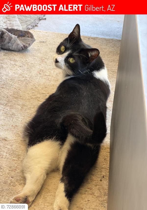 Lost Male Cat last seen Near W Vaughn Ave, Gilbert AZ , Gilbert, AZ 85233