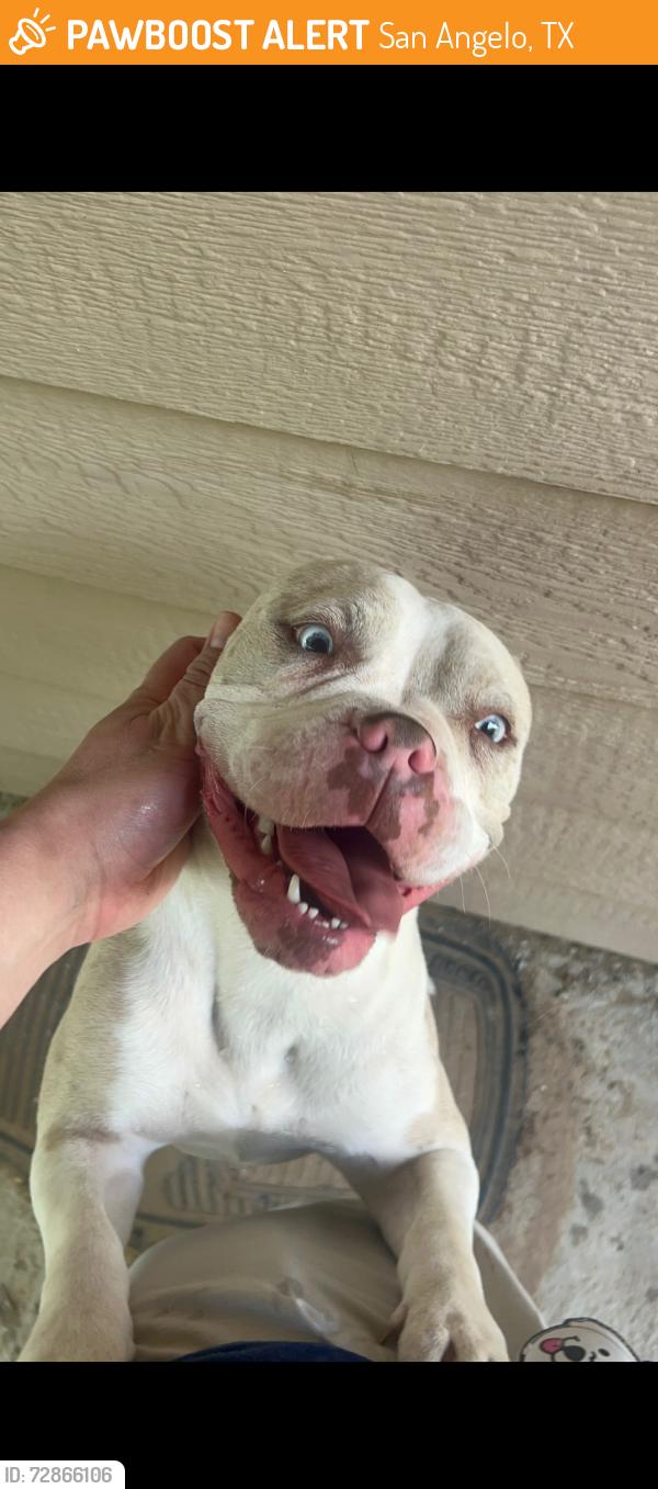 Found/Stray Female Dog last seen Pullia, San Angelo, TX 76903