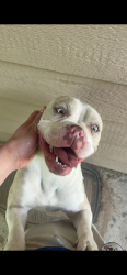Found/Stray Female Dog last seen Pullia, San Angelo, TX 76903