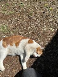 Lost Male Cat last seen Between Aurora Ave N and Northgate mall. The intersection of Northgate way and Ashworth Ave N, Seattle, WA 98133