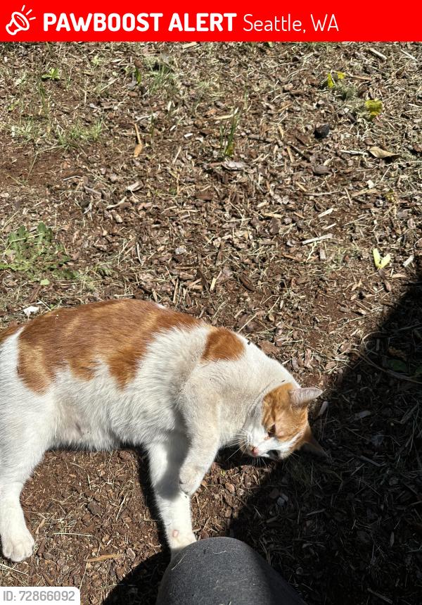 Lost Male Cat last seen Between Aurora Ave N and Northgate mall. The intersection of Northgate way and Ashworth Ave N, Seattle, WA 98133