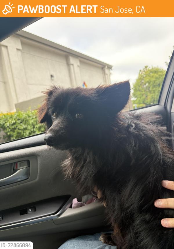 Found/Stray Male Dog last seen Pop mini market, San Jose, CA 95122