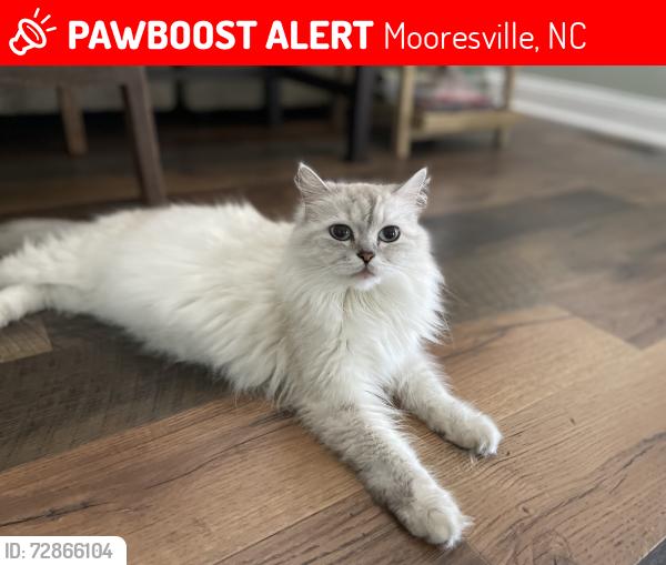 Lost Female Cat last seen Ashton Dr, Mooresville, NC 28115