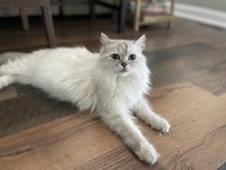 Lost Female Cat last seen Ashton Dr, Mooresville, NC 28115