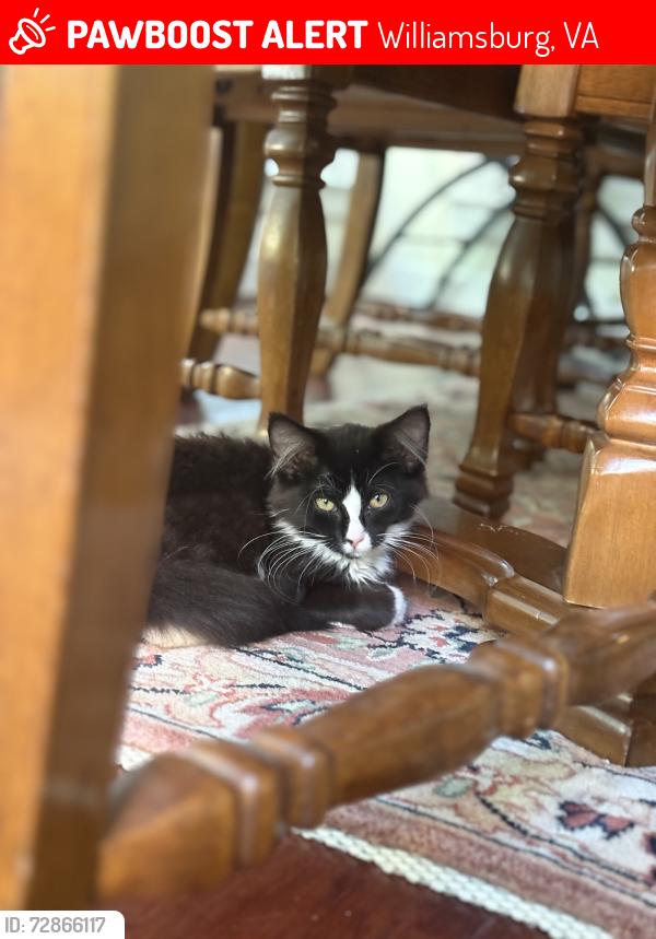 Lost Female Cat last seen Near Nelson Ave , Williamsburg, VA 23185