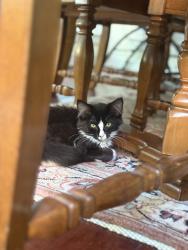 Lost Female Cat last seen Near Nelson Ave , Williamsburg, VA 23185