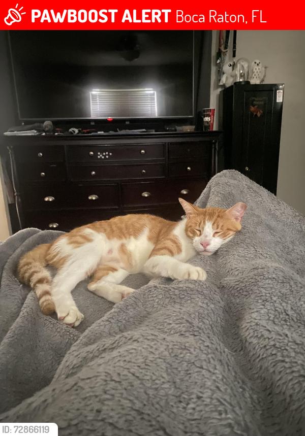 Lost Male Cat last seen Keystone and palmetto , Boca Raton, FL 33428