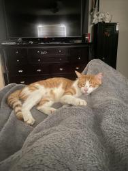 Lost Male Cat last seen Keystone and palmetto , Boca Raton, FL 33428
