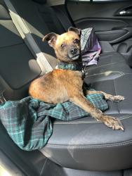 Found/Stray Male Dog last seen Beaumont street, Fort Worth, TX 76106