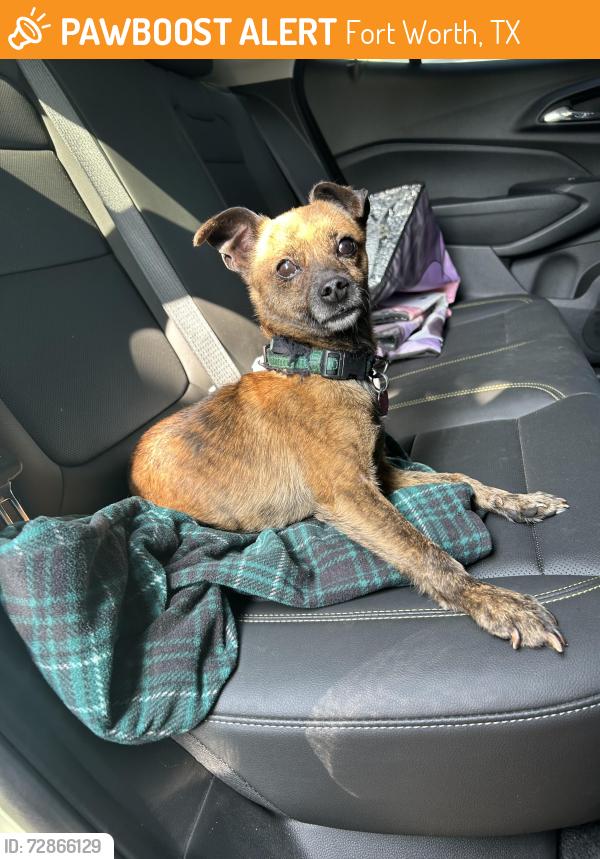 Found/Stray Male Dog last seen Beaumont street, Fort Worth, TX 76106