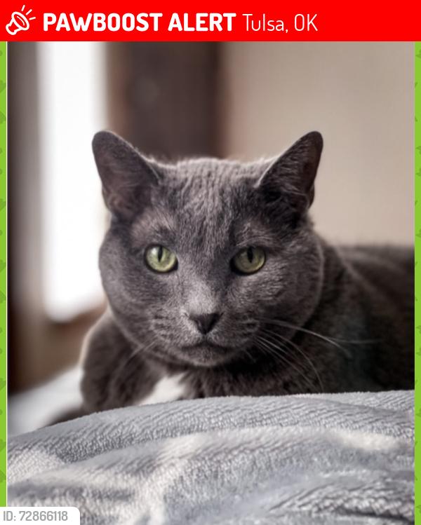Lost Female Cat last seen 81st & Sheridan, Tulsa, OK 74133