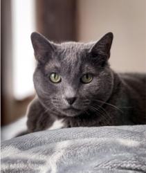 Lost Female Cat last seen 81st & Sheridan, Tulsa, OK 74133