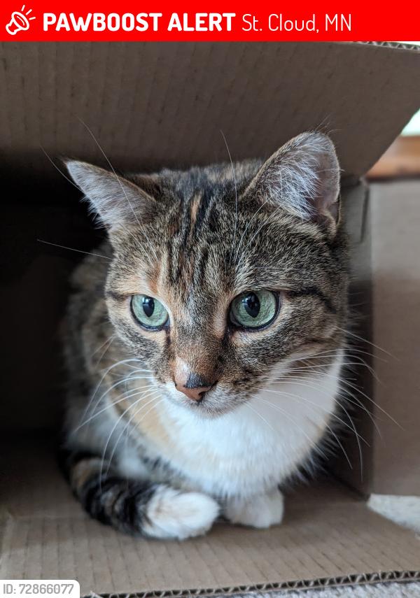 Lost Female Cat last seen Near the St cloud water tower by the MAC and the vetrans golf course , St. Cloud, MN 56303