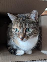Lost Female Cat last seen Near the St cloud water tower by the MAC and the vetrans golf course , St. Cloud, MN 56303