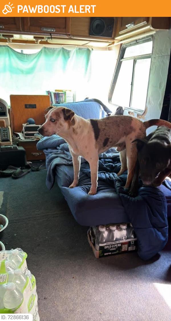 Found/Stray Male Dog last seen 192nd, Okeechobee County, FL 34972