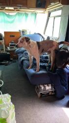 Found/Stray Male Dog last seen 192nd, Okeechobee County, FL 34972