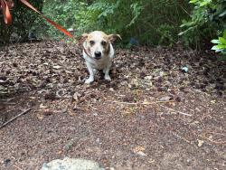 Found/Stray Female Dog last seen Sam Drenan Rd, Charlotte, NC 28211