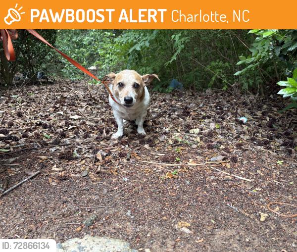 Found/Stray Female Dog last seen Sam Drenan Rd, Charlotte, NC 28211
