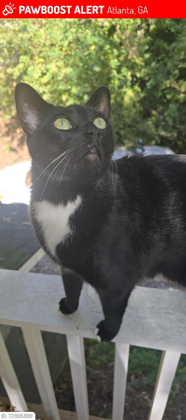 Lost Male Cat last seen corner of carroll dr NW and Marietta Blvd, Atlanta, GA 30318