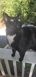 Lost Male Cat last seen corner of carroll dr NW and Marietta Blvd, Atlanta, GA 30318