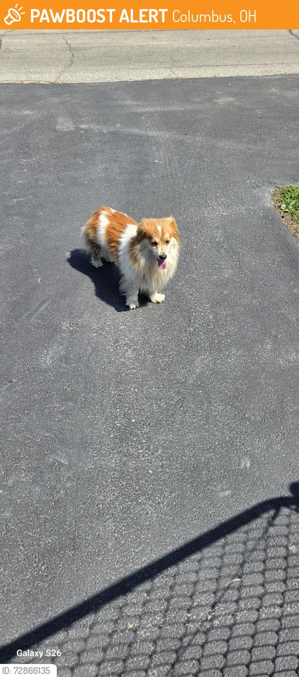 Found/Stray Unknown Dog last seen Little ave Shady lane, Columbus, OH 43223