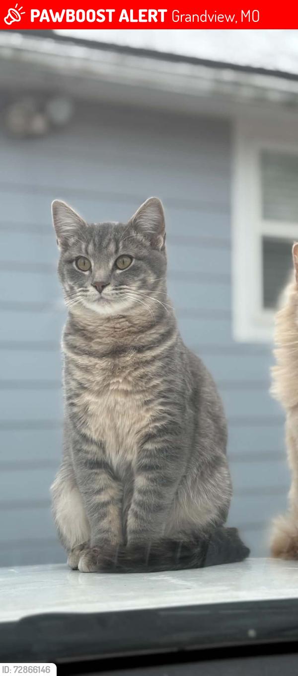 Lost Male Cat last seen Belmont and 137th street, Grandview, MO 64030