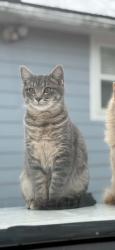 Lost Male Cat last seen Belmont and 137th street, Grandview, MO 64030