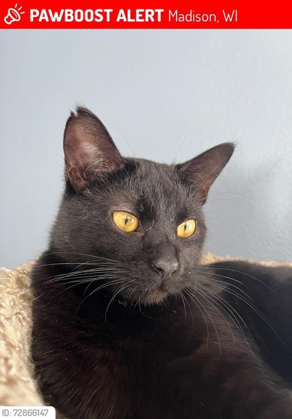 Lost Male Cat last seen N Sherman Avenue and Aberg Avenue, Madison, WI 53704