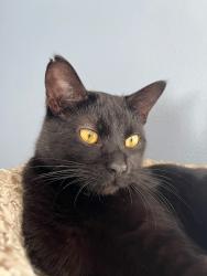 Lost Male Cat last seen N Sherman Avenue and Aberg Avenue, Madison, WI 53704