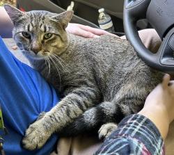 Lost Female Cat last seen Isle of Laurels Neighborhood off of Brock Roas, Spotsylvania Courthouse, VA 22551