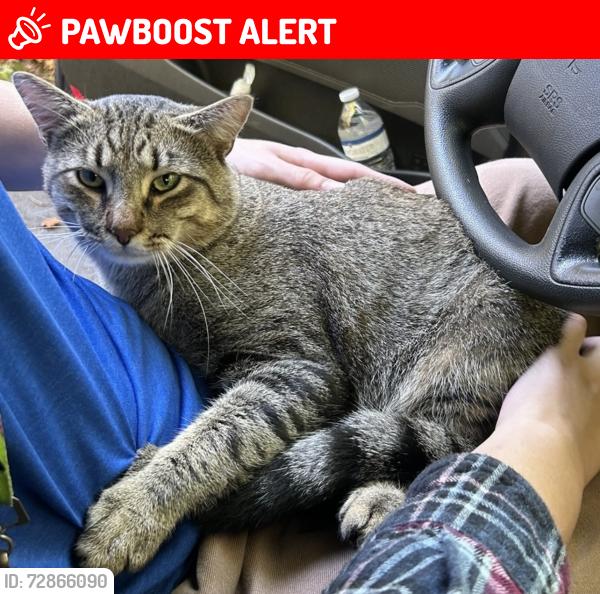 Lost Female Cat last seen Isle of Laurels Neighborhood off of Brock Roas, Spotsylvania Courthouse, VA 22551