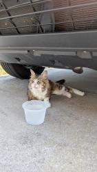 Found/Stray Female Cat last seen Fairhaven and Hawthorne , Palm Bay, FL 32907