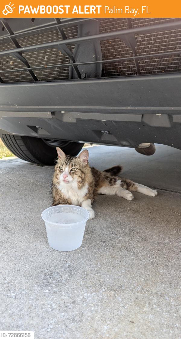Found/Stray Female Cat last seen Fairhaven and Hawthorne , Palm Bay, FL 32907