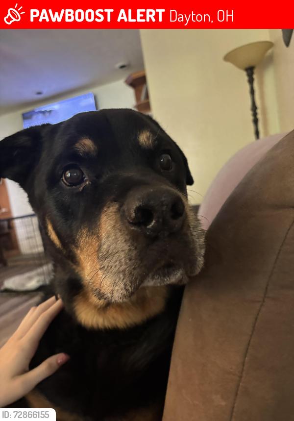 Lost Male Dog last seen Near Oak Tree Drive East Dayton Ohio , Dayton, OH 45440