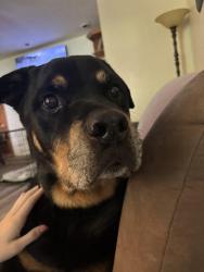 Lost Male Dog last seen Near Oak Tree Drive East Dayton Ohio , Dayton, OH 45440